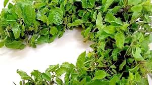 Tulasi Mala Wedding Significance