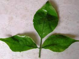 Koovalam Leaf Significance