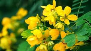 Vishu Kani Konna Flower Significance
