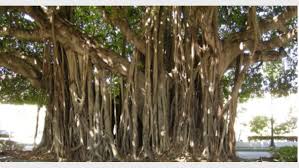 Sacred Peepal Tree Worship