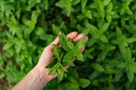 Tulsi Plant Care Tips