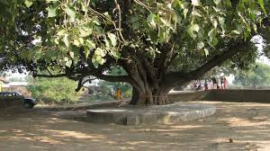 Sacred Peepal Tree Worship