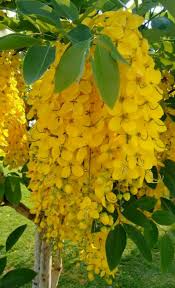 Vishu Kani Konna Flower Significance