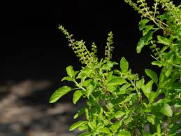 Tulsi Plant Care Tips