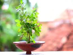 Tulsi Plant Care Tips