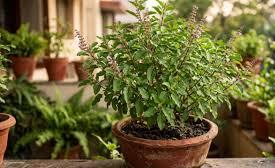 Tulsi Plant Care Tips