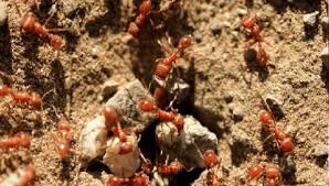 Ant Worship Temple Kerala