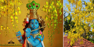 Vishu Kani Konna Flower Significance