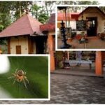 Palliyara Devi Temple Spider Worship