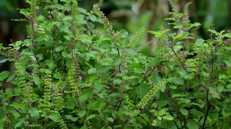 Tulsi Plant Vastu Tips
